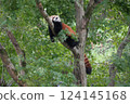 小熊貓爬樹 124145168