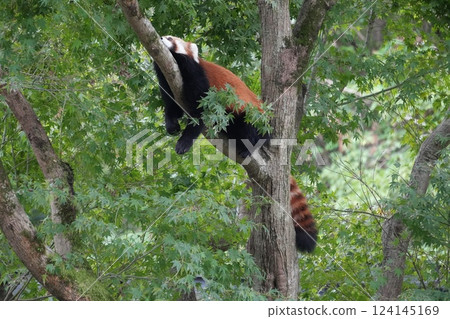 小熊貓爬樹 124145169