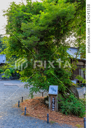 靜岡縣下田市白濱神社(神樹:白龍柏) 靜岡縣下田市白濱神社(神樹:白龍柏) 124145338