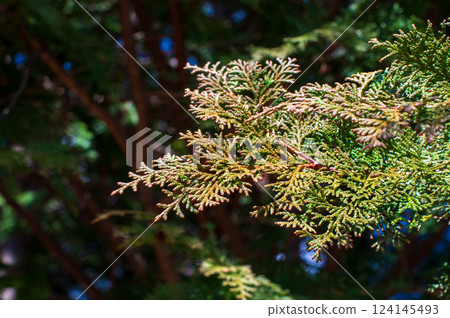 [Hay fever image] Cypress pollen before it is dispersed 124145493