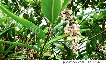 Alpinia serrata blooming on Iriomote Island in the Yaeyama Islands, Okinawa Prefecture 124145648