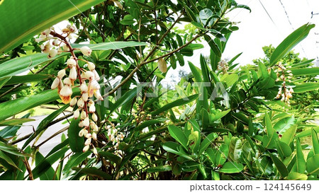 沖繩縣八重山群島西表島上盛開的山薑 124145649