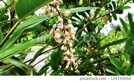 Alpinia serrata blooming on Iriomote Island in the Yaeyama Islands, Okinawa Prefecture Alpinia serrata blooming on Iriomote Island in the Yaeyama Islands, Okinawa Prefecture 124145650