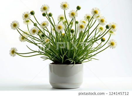 白色背景上非常簡單的珍珠：陶瓷花瓶中的一顆珍珠 124145712