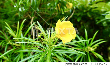 Yellow oleander blooming on Iriomote Island in the Yaeyama Islands, Okinawa Prefecture 124145747