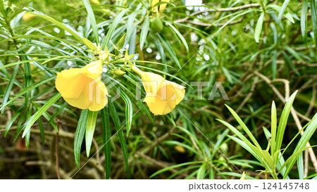 Yellow oleander blooming on Iriomote Island in the Yaeyama Islands, Okinawa Prefecture 124145748