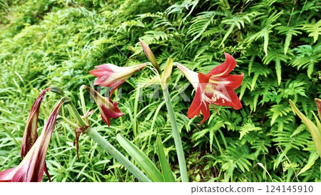 Amaryllis blooming on Iriomote Island, Yaeyama Islands, Okinawa Prefecture Amaryllis blooming on Iriomote Island, Yaeyama Islands, Okinawa Prefecture 124145910