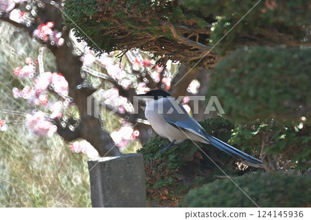 一隻藍白相間的霸鶲棲息在修剪過的金橘樹枝上 124145936