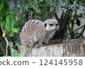 貓鼬棲息在樹上 124145958