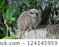 貓鼬爬樹 124145959