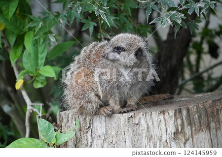 貓鼬爬樹 124145959