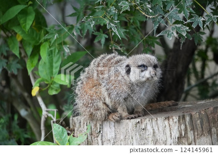 Meerkat perched on a tree 124145961