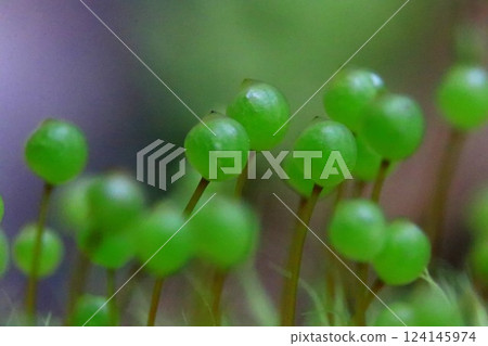 Egg moss in Satoyama 124145974