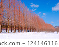 Metasequoia Winter Scenery 124146116