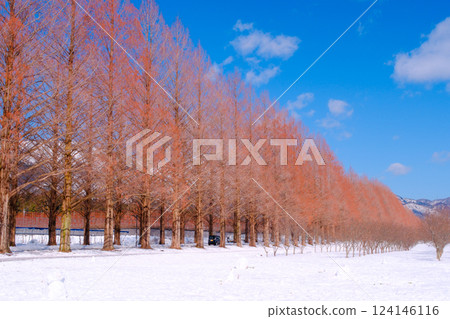 Metasequoia Winter Scenery 124146116
