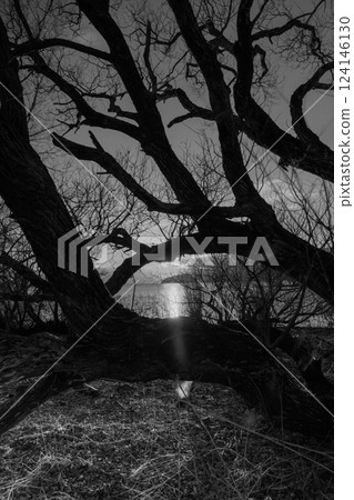 The setting sun seen through the gaps in the trees 124146130