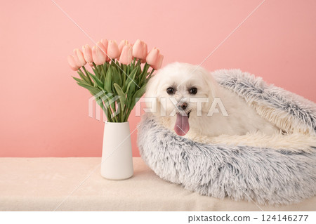 微笑的馬耳他犬 Coco 拿著米色包和鬱金香 124146277