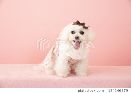 粉紅色背部的馬耳他犬 Coco 微笑著 124146279