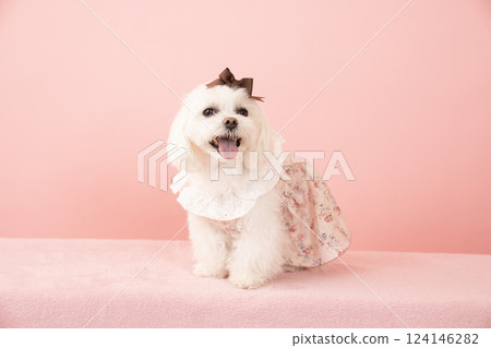 粉紅色背部的馬耳他犬 Coco 微笑著 124146282
