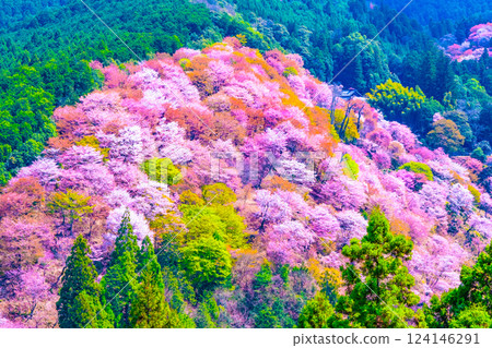 壯麗的吉野櫻花 124146291