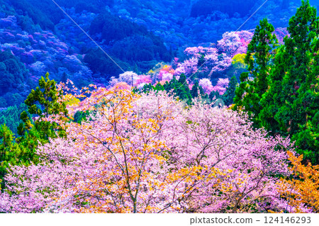 壯麗的吉野櫻花 124146293