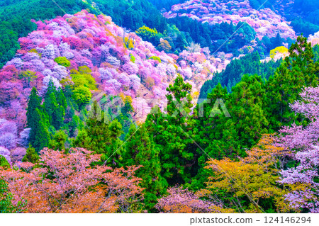Spectacular Yoshino cherry blossoms 124146294