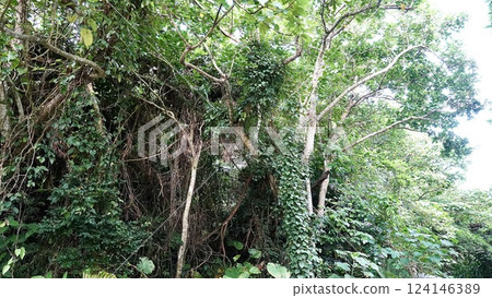 Scenery of Prefectural Route 215 on Iriomote Island in the Yaeyama Islands, Okinawa Prefecture Scenery of Prefectural Route 215 on Iriomote Island in the Yaeyama Islands, Okinawa Prefecture 124146389