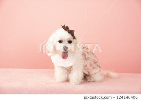 粉紅色背部的馬耳他犬 Coco 微笑著 124146406