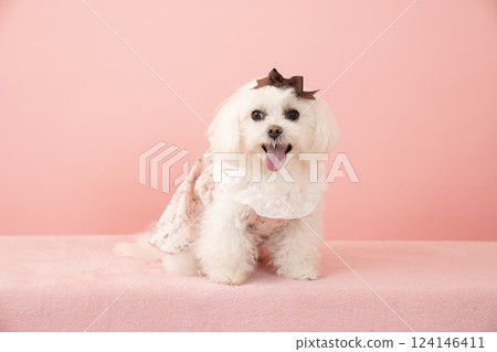 粉紅色背部的馬耳他犬 Coco 微笑著 124146411