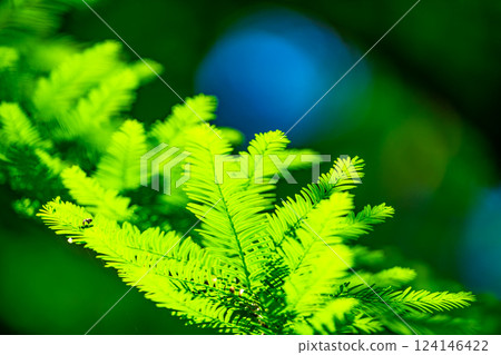 Fresh green of Metasequoia Fresh green of Metasequoia 124146422