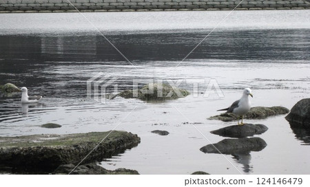 A pair of black-tailed gulls on the beach A pair of black-tailed gulls on the beach 124146479