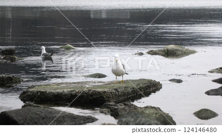 A pair of black-tailed gulls on the beach A pair of black-tailed gulls on the beach 124146480