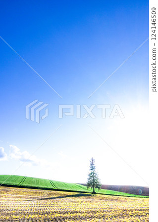 Scenery of Christmas trees in Biei, Hokkaido in early summer Scenery of Christmas trees in Biei, Hokkaido in early summer 124146509