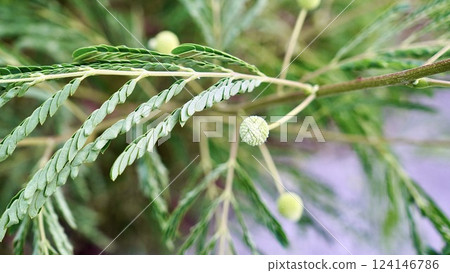 A colony of Leucaena leucocephala growing on Iriomote Island in the Yaeyama Islands, Okinawa Prefecture A colony of Leucaena leucocephala growing on Iriomote Island in the Yaeyama Islands, Okinawa Prefecture 124146786