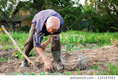 Elderly man digs up potatoes in autumn garden Elderly man digs up potatoes in autumn garden 124147093