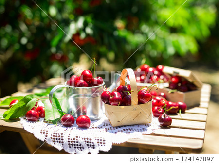Harvest of juicy cherry berry on table in cherry garden 124147097