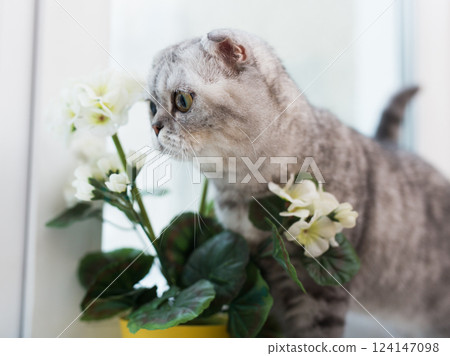 Portrait of cute Scottish breed cat next to a potted flower on windowsill 124147098