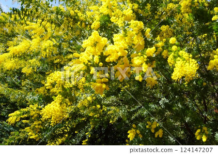 大府綠公園含羞草盛開 大府綠公園含羞草盛開 124147207