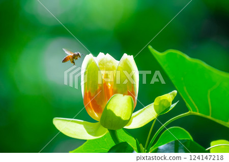 Liriodendron flowers and bees Liriodendron flowers and bees 124147218