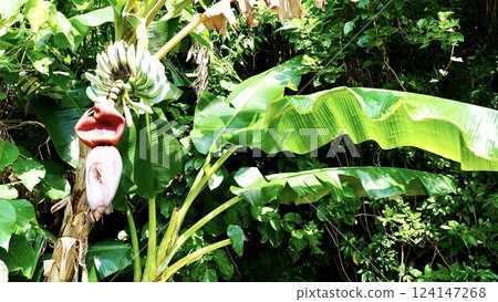 沖繩縣八重山群島西表島上的香蕉花 124147268