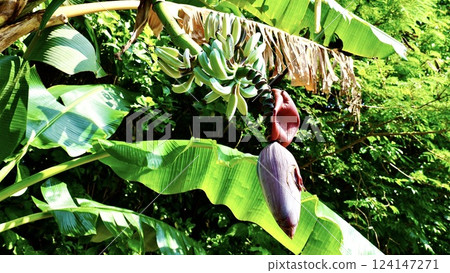 Banana flowers on Iriomote Island, Yaeyama Islands, Okinawa Prefecture 124147271