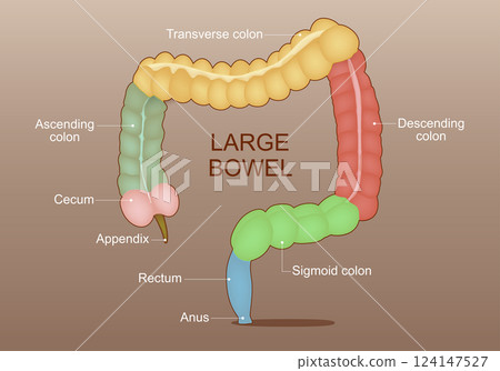 Part of Large Intestine. Colon anatomy Part of Large Intestine. Colon anatomy 124147527
