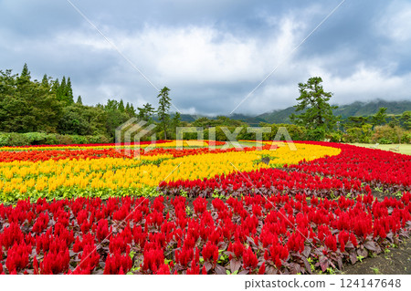 The beautiful red and yellow flower fields of autumnal bellflowers at Kuju Flower Park in Taketa, Oita Prefecture The beautiful red and yellow flower fields of autumnal bellflowers at Kuju Flower Park in Taketa, Oita Prefecture 124147648