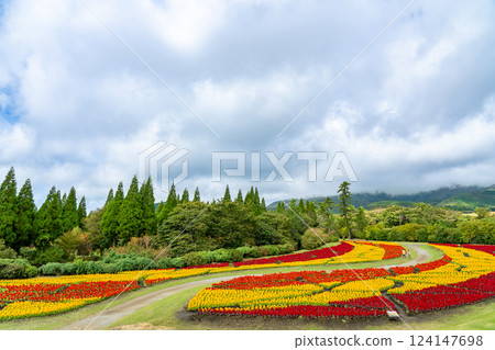 大分縣竹田市久住花卉公園的秋季風鈴草花田,紅黃相間,美不勝收 大分縣竹田市久住花卉公園的秋季風鈴草花田,紅黃相間,美不勝收 124147698