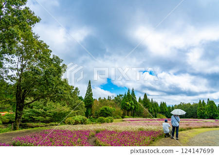 大分縣竹田市久住花卉公園的肉桂園秋季盛開著美麗的紅白花朵 大分縣竹田市久住花卉公園的肉桂園秋季盛開著美麗的紅白花朵 124147699