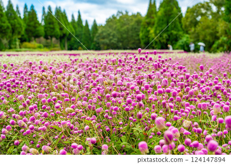 A cute pink flower field of round celosia at autumn Kuju Flower Park in Taketa, Oita Prefecture 124147894