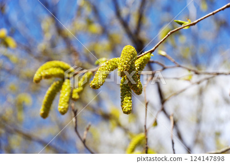 "Oobayashabushi" during hay fever season 124147898