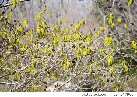 "Oobayashabushi" during hay fever season 124147903