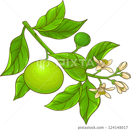 Tangerine Branch with Flowers, Fruits and Leaves Colored Detailed Illustration. Organic natural nutritional healthy food ingredient, vegetarian diet product. 124148017