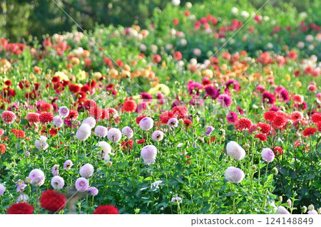 Beautiful dahlias at Kawanishi Dahlia Garden (Yamagata Prefecture) 124148849